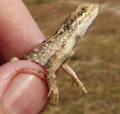 Sitana