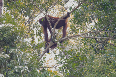 Pongo pygmaeus morio