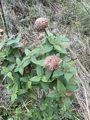 Monarda fistulosa