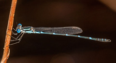 Austrolestes minjerriba