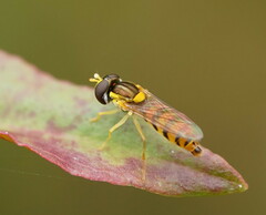 Sphaerophoria macrogaster