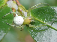 Aoaraneus pentagrammicus
