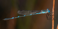 Austrolestes minjerriba