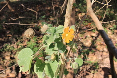 Abutilon indicum