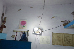 Hemidactylus flaviviridis