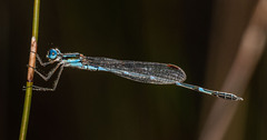 Austrolestes minjerriba