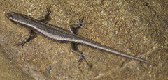 Cryptoblepharus buchananii