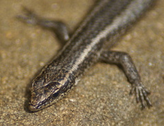 Cryptoblepharus buchananii