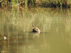 Melanochelys trijuga