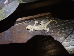 Gekko hokouensis