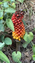 Amorphophallus