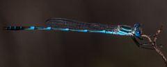 Austrolestes minjerriba
