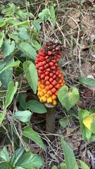 Amorphophallus
