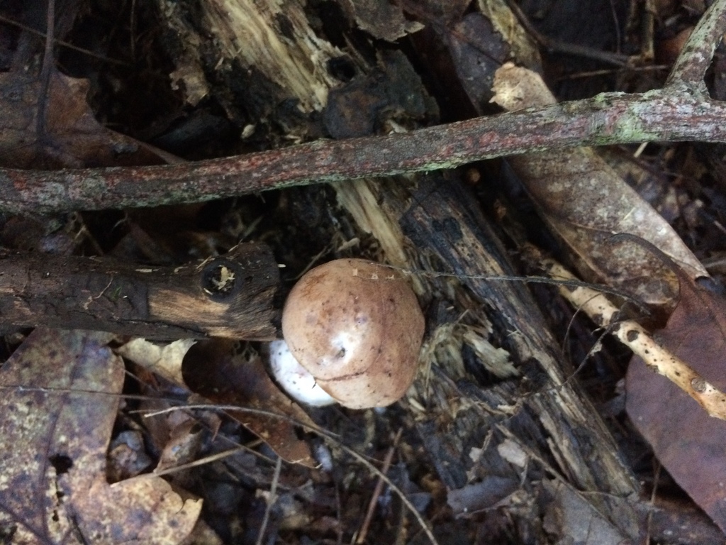 Phlegmacium coalescens