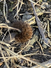 Phragmatobia