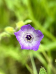Pholistoma auritum auritum