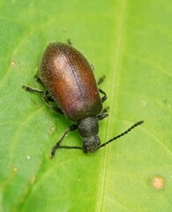 Metriolagria affinis