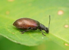 Metriolagria affinis