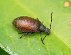 Metriolagria affinis