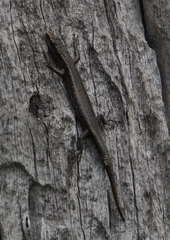 Cryptoblepharus buchananii