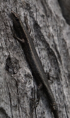 Cryptoblepharus buchananii