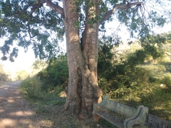 Celtis tetrandra