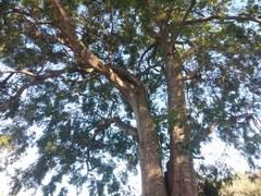 Celtis tetrandra