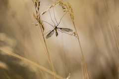 Leptotarsus clavatus