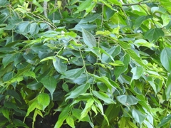 Celtis tetrandra