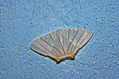 Opisthoxia