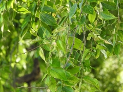 Celtis tetrandra