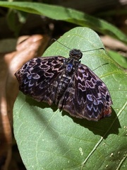 Cycloglypha thrasibulus thrasibulus
