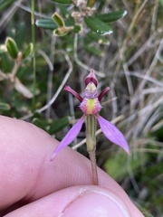 Eriochilus magenteus