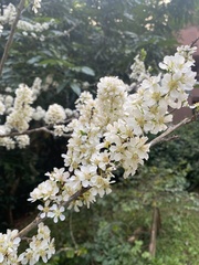 Prunus salicina