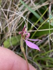 Eriochilus magenteus