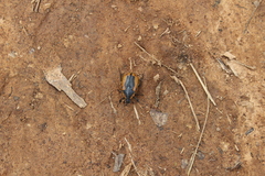 Chondropyga dorsalis