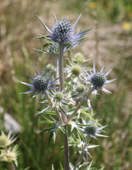 Eryngium bourgatii