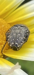 Oxythyrea