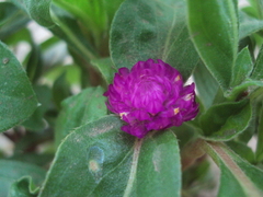 Gomphrena globosa
