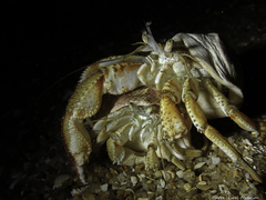 Pagurus bernhardus