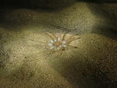 Halcampoides abyssorum