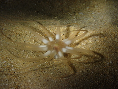 Halcampoides abyssorum
