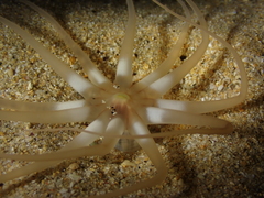 Halcampoides abyssorum