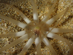 Halcampoides abyssorum