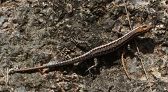Cryptoblepharus virgatus