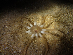 Halcampoides abyssorum