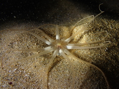 Halcampoides abyssorum