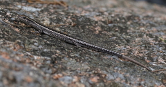 Cryptoblepharus virgatus
