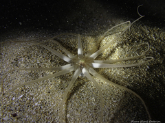 Halcampoides abyssorum