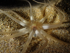 Halcampoides abyssorum